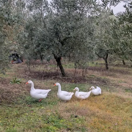 Casa Vitaly *